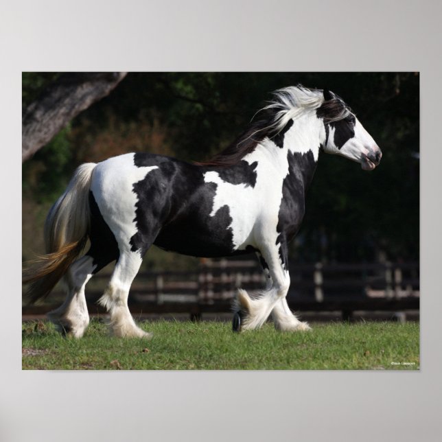Poster Bob Langrish Black and White Gypsy Vanner Walking (Frente)