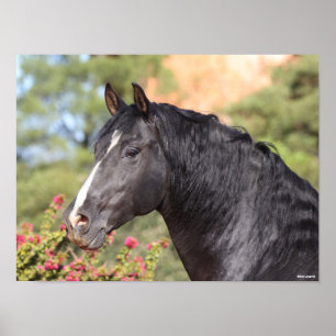 Poster Bob Langrish   Black Andalucian Stallion headshot