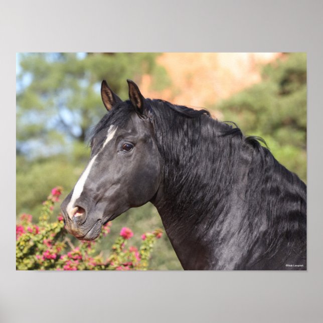 Poster Bob Langrish | Black Andalucian Stallion headshot (Frente)