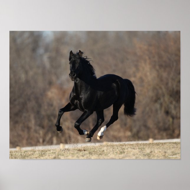 Poster Bob Langrish | Black Andalucian Stallion Running (Frente)