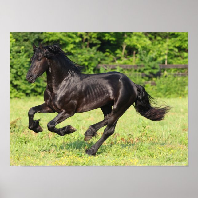 Poster Bob Langrish | Black Friesian Running (Frente)