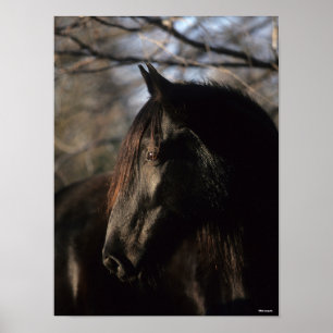 Poster Bob Langrish   Black Tennessee Walker Headshot