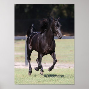 Poster Bob Langrish   Black Tennessee Walker Runker