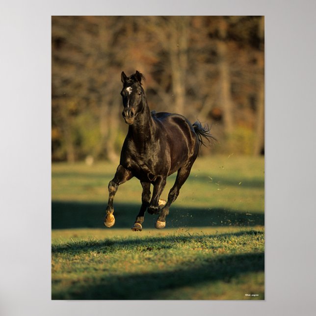 Poster Bob Langrish | Black Thoroughbred Running (Frente)