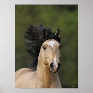 Poster Bob Langrish   Buckskin Welsh Pony Headshot