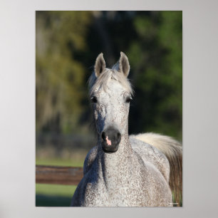 Poster Bob Langrish   Cabeça árabe da Cinza