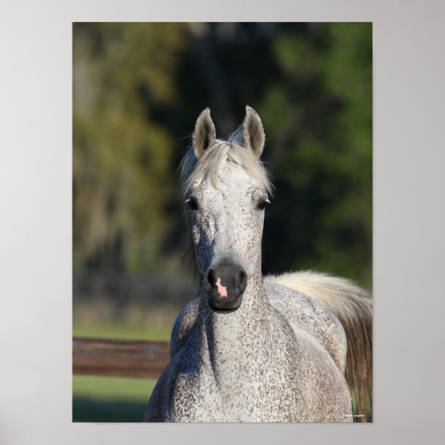 Poster Bob Langrish | Cabeça árabe da Cinza (Frente)