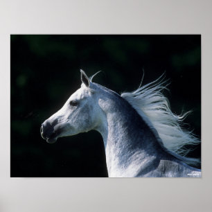 Poster Bob Langrish   Cabeça Árabe da Cinza 3