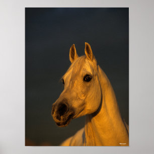 Poster Bob Langrish   Cabeça Árabe Da Cinza Ao Sol