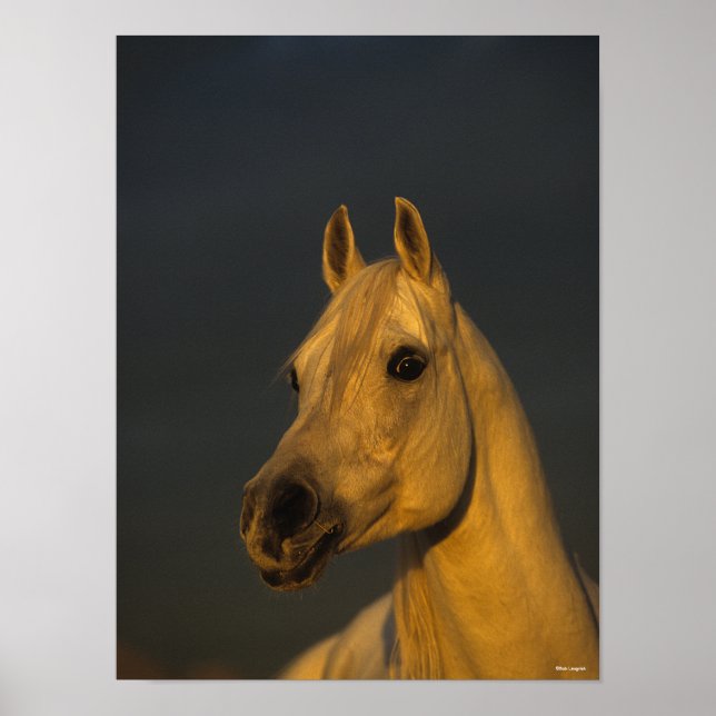 Poster Bob Langrish | Cabeça Árabe Da Cinza Ao Sol (Frente)