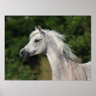 Poster Bob Langrish   Cabeça Árabe de Cinzas