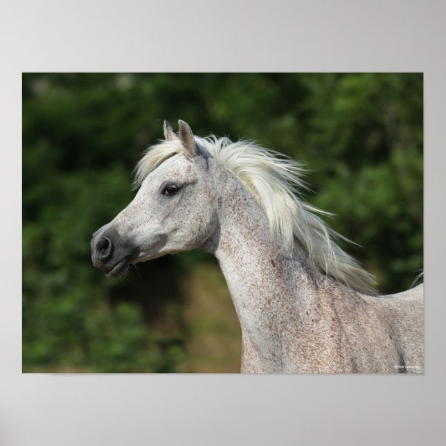 Poster Bob Langrish | Cabeça Árabe de Cinzas (Frente)