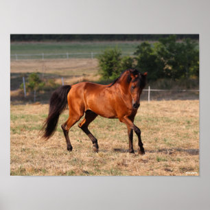 Poster Bob Langrish   Caminhada Árabe da Baía