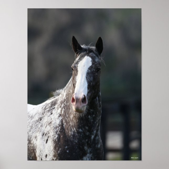 Poster Bob Langrish | Captura de cabeça de Appaloosa (Frente)