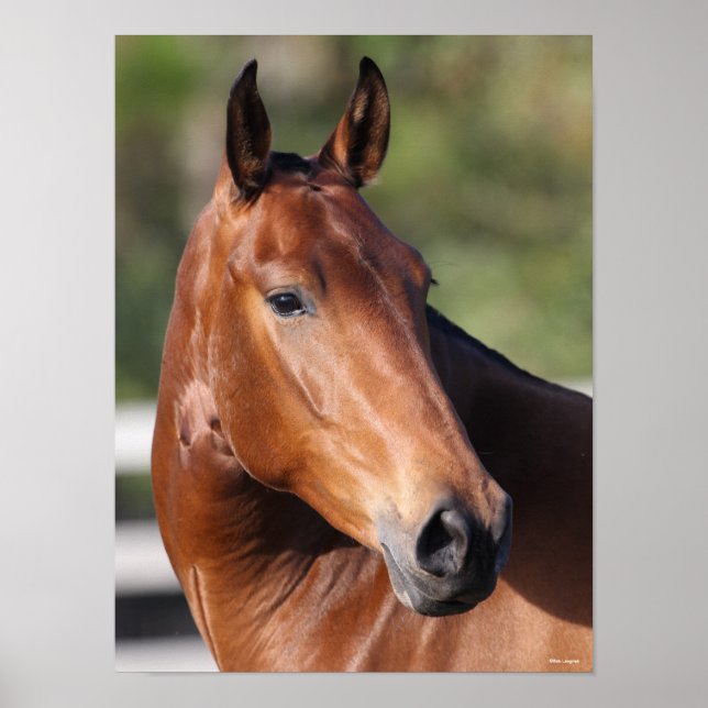 Poster Bob Langrish | Captura de cabeça de Bay Andalucian (Frente)