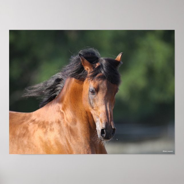 Poster Bob Langrish | Captura de cabeça de Bay Arab (Frente)