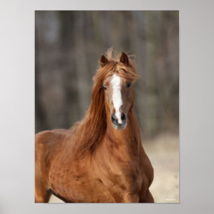 Poster Bob Langrish   Captura de cabeça de Chestnut Hack