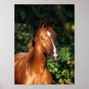 Poster Bob Langrish   Captura de cabeça de Chestnut Hano