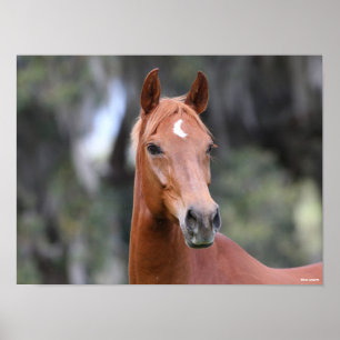 Poster Bob Langrish   Captura de cabeça de Chestnut Olde
