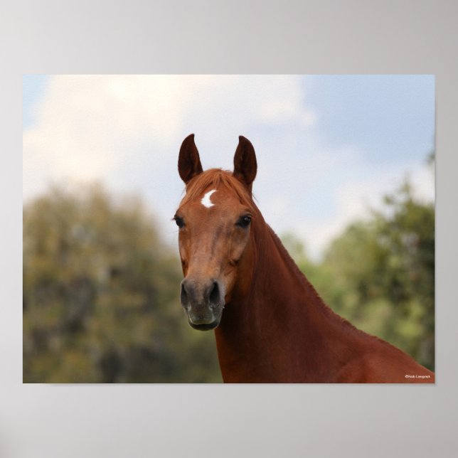 Poster Bob Langrish | Captura de cabeça de Chestnut Olden (Frente)