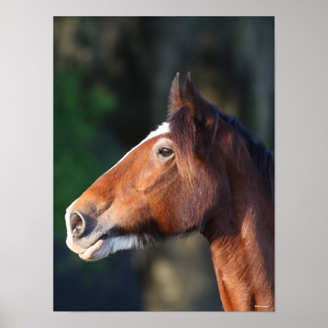 Poster Bob Langrish | Captura de cabeça de Clydesdale (Frente)