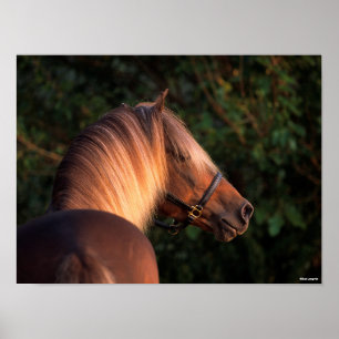 Poster Bob Langrish   Captura de cabeça de Rocky Mountai