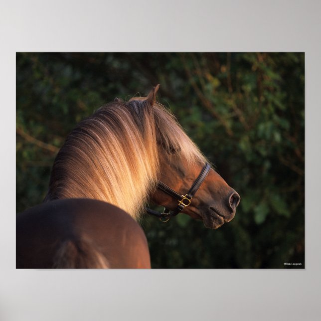 Poster Bob Langrish | Captura de cabeça de Rocky Mountain (Frente)