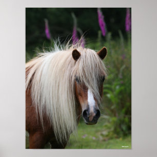 Poster Bob Langrish   Captura de cabeça de Shetland Pony