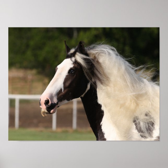 Poster Bob Langrish | Captura de cabeça do Vanner Gypsy (Frente)