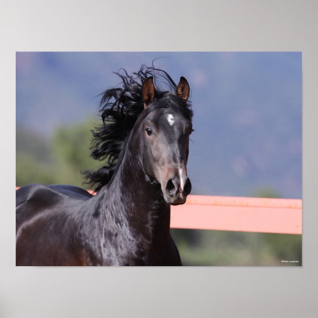 Poster Bob Langrish | Captura de cabeça na Andaluzia (Frente)