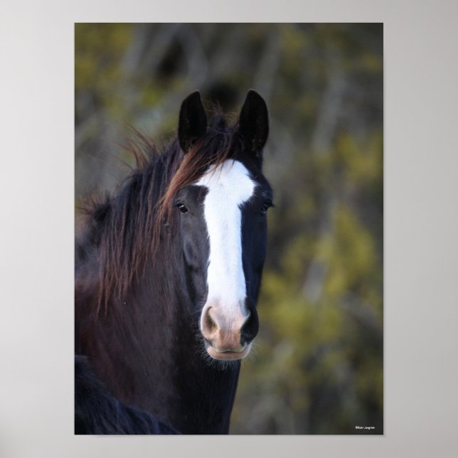 Poster Bob Langrish | Captura de Cavalo de Shire (Frente)