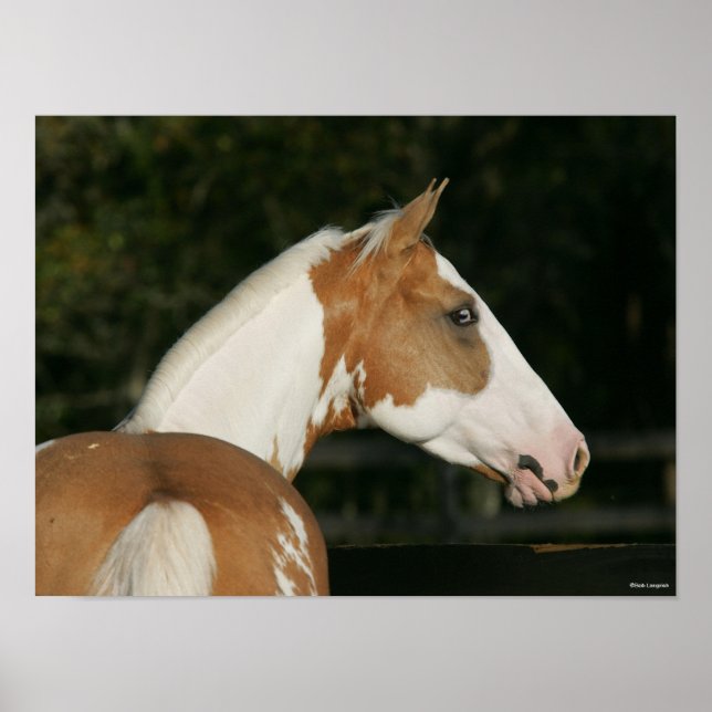 Poster Bob Langrish | Captura de Paint Horse (Frente)
