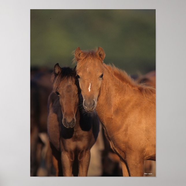 Poster Bob Langrish Caspian Pony Foals em pé juntos (Frente)