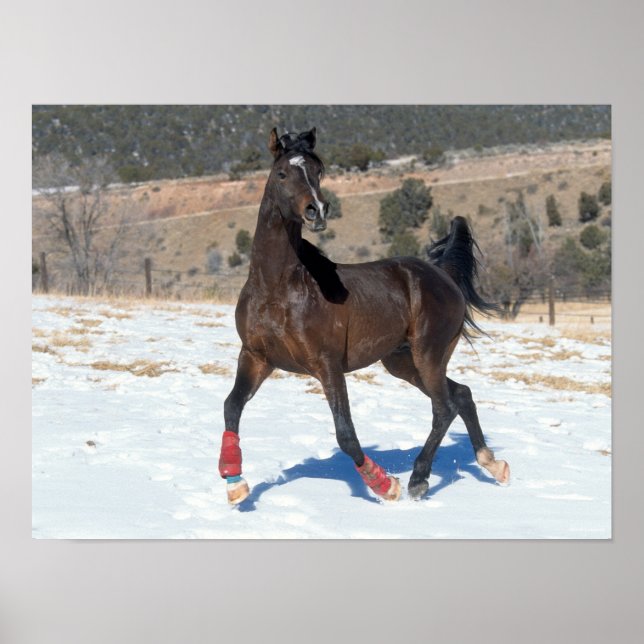 Poster Bob Langrish | Cavalo Árabe De Baía Em Neve (Frente)
