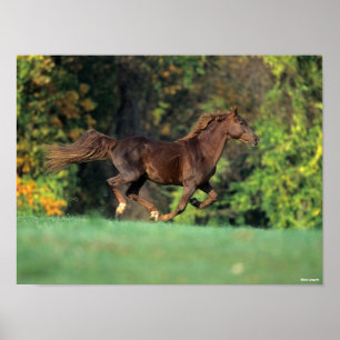 Poster Bob Langrish   Cavalo Castanho-Montanha-Rochosas C