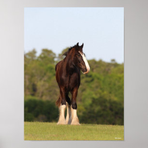 Poster Bob Langrish Cavalo De Shire Em Campo