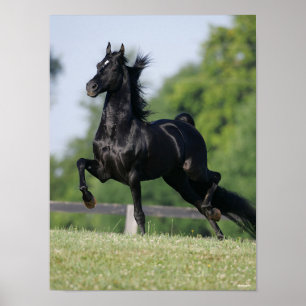 Poster Bob Langrish Cavalo de Trote Morgan Negro