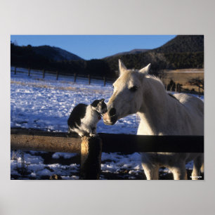 Poster Bob Langrish Cavalo e Gato na neve