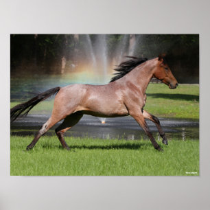 Poster Bob Langrish Cavalo Mangalarga Correndo Arco-Íri