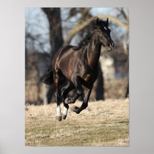 Poster Bob Langrish   Cavalo negro andaluciano correndo