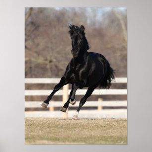 Poster Bob Langrish   Cavalo negro andaluciano correndo