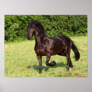 Poster Bob Langrish   Cavalo Negro Frísia Em Corrida