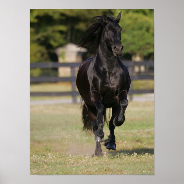 Poster Bob Langrish | Cavalo Negro Frísia Em Corrida (Frente)