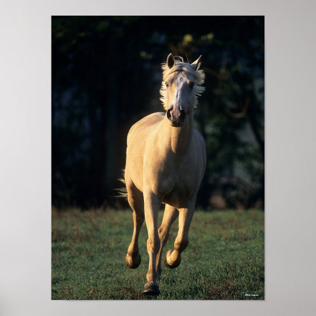 Poster Bob Langrish | Cavalo Palomino com iluminação tras (Frente)