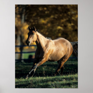 Poster Bob Langrish   Cavalo Trimestre De Arco