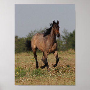Poster Bob Langrish   Cavalo Trimestre Em Flores