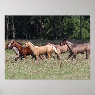 Poster Bob Langrish Cavalos do Trimestre Herd Andando