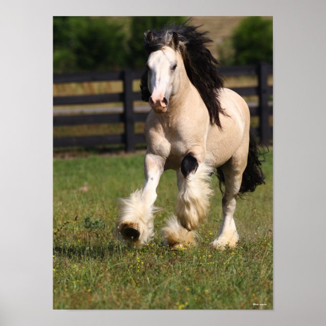 Poster Bob Langrish Champagne Colour Gypsy Vanner Running (Frente)