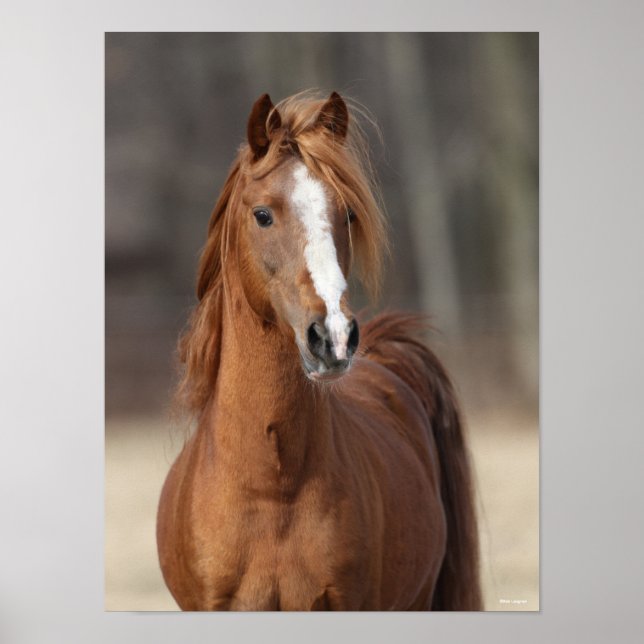 Poster Bob Langrish | Chestnut Hackney Pony headshot (Frente)