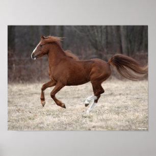 Poster Bob Langrish Chestnut Hackney Pony Running